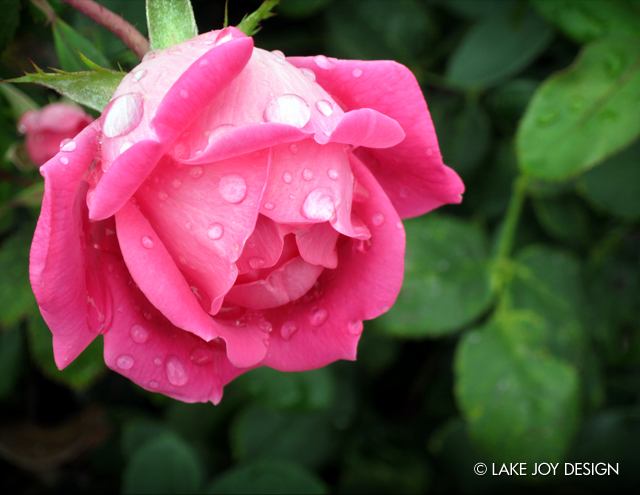 Laura_Henion_Photography_100