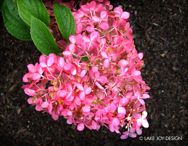 Laura_Henion_Photography_101