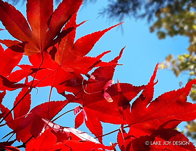 Laura_Henion_Photography_105