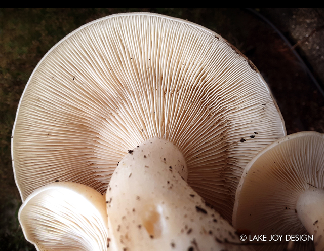 Laura_Henion_Photography_108