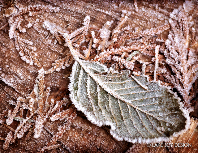 Laura_Henion_Photography_112