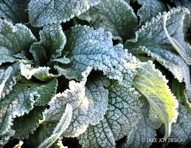 Laura_Henion_Photography_113