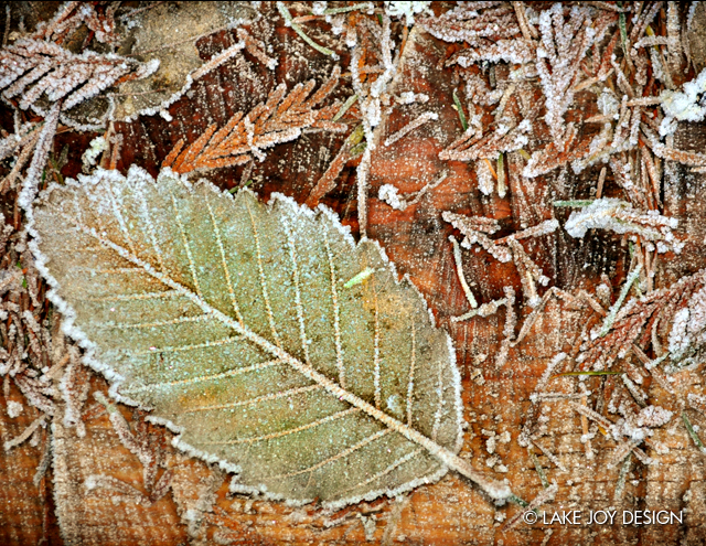 Laura_Henion_Photography_115