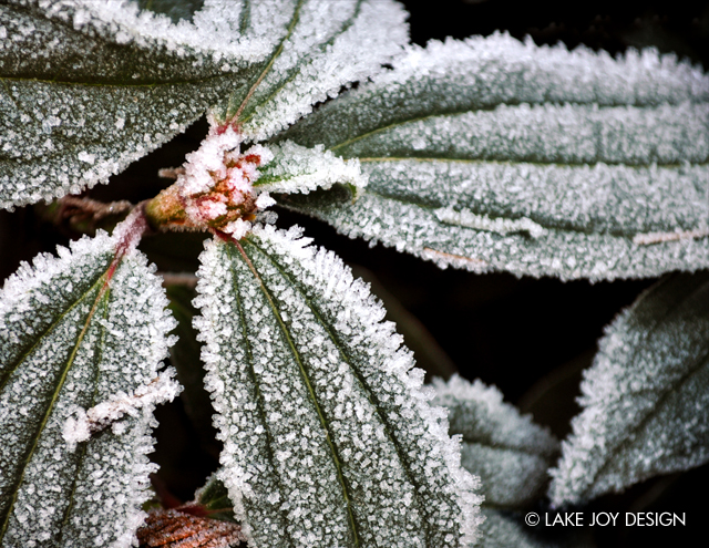 Laura_Henion_Photography_116