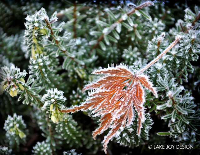 Laura_Henion_Photography_117