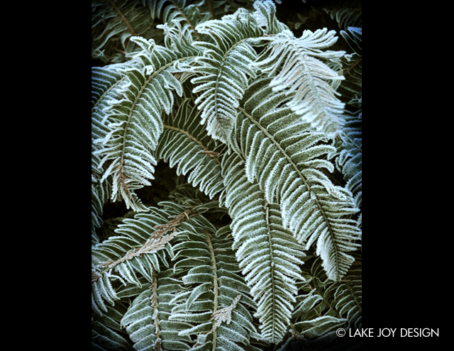 Laura_Henion_Photography_118