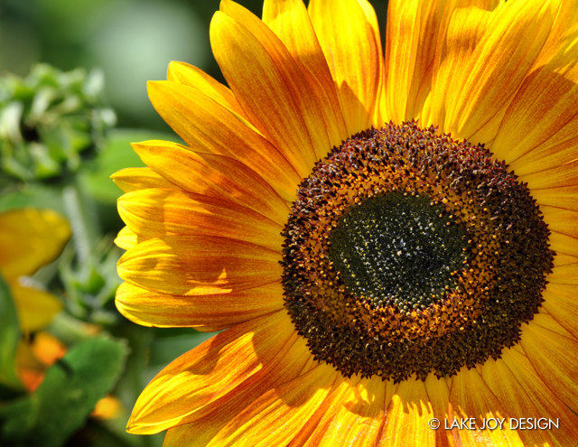 Laura_Henion_Photography_134