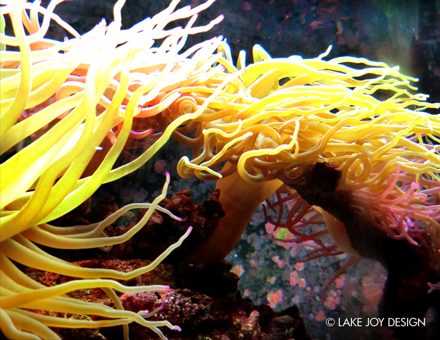 Laura_Henion_Photography_136