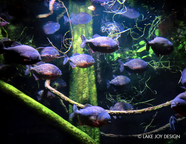 Laura_Henion_Photography_137